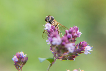 Honey bee covered with yellow pollen drink nectar, pollinating pink flower. Inspirational natural floral spring or summer blooming garden or park background. Life of insects. Macro close up.