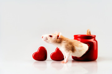 A light beige rat sitting in a red candlestick with a heart-shaped window and two hearts. The concept of Valentine's Day in the year of the rat according to the Chinese calendar. Place for text