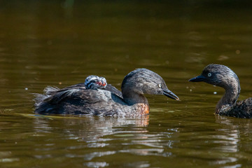 Dabchick New Zealand Grebe