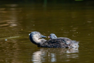 Dabchick New Zealand Grebe