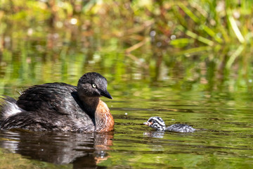 Dabchick New Zealand Grebe
