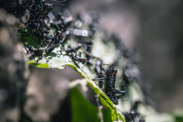 black and red cricket (Gryllus assimilis), pest. Good luck sign, cricket in close up. Garden plague, plague.