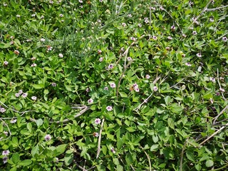 background of green leaves