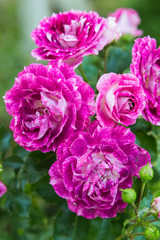 Rosa Let's Celebrate in garden