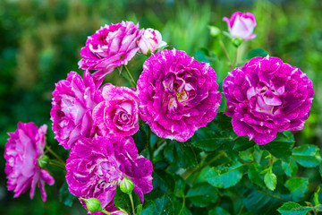 Rosa Let's Celebrate in garden