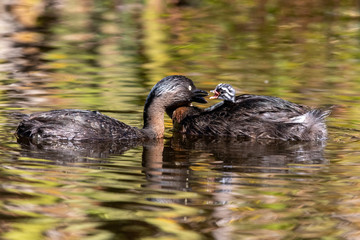 Dabchick New Zealand Grebe