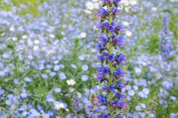 Obraz premium Viper's Bugloss, Blueweed, Echium vulgare