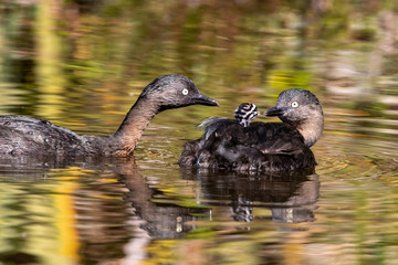 Dabchick New Zealand Grebe