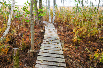 Old wooden boardwalk cuts through the reeds