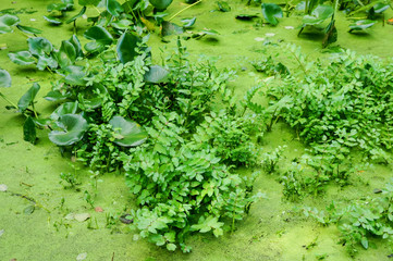 Obraz na płótnie Canvas green vegetation in the pond