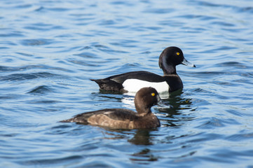 tufted duck (Aythya fuligula) male and female