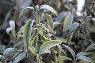 Frischer Salbei mitten im Winter mit Raureif auf den grünen Blättern