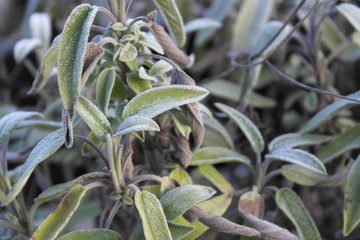 Frischer Salbei mitten im Winter mit Raureif auf den grünen Blättern