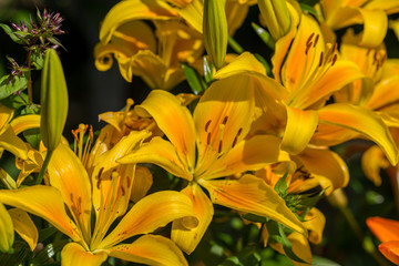Fototapeta na wymiar Lilium Yellow County orange Asian hybrid