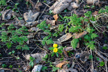 New growth on the forest floor