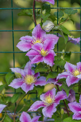 Clematis Piilu grows on a trellis