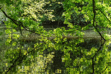 Fototapeta na wymiar Reflection of oak tree branches in water