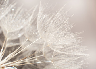 dandelion at sunset . Freedom to Wish. Dandelion silhouette fluffy flower on sunset sky
