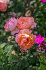 pink roses in garden