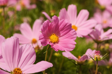 Pink Cosmos bipinnatus flowers (garden cosmos or Mexican aster or Click Cranberries) in bloom
