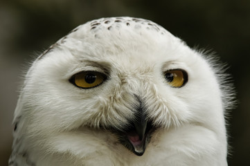 close up of snowy owl (Bubo scandiacus)