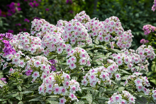 Phlox paniculata Europa in garden. Powdery mildew on phlox leaves
