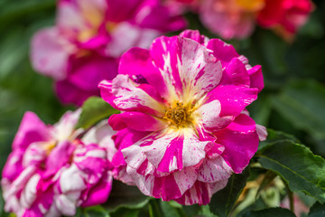 pink and white flower rose