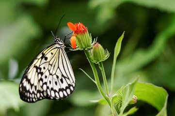 Malabar tree nymph (Idea malabarica) butterfly