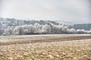 Waldrand und Feld im Winter