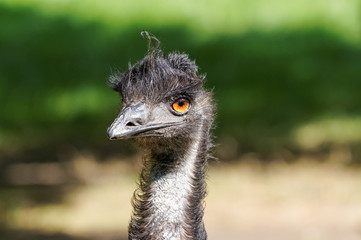 close up of emu (Dromaius novaehollandiae)