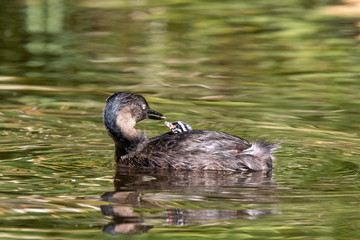 Dabchick New Zealand Grebe