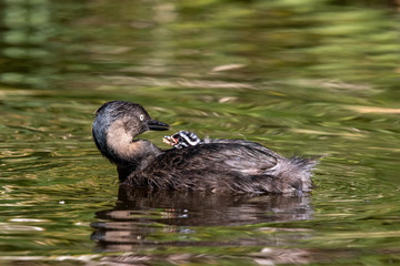 Dabchick New Zealand Grebe
