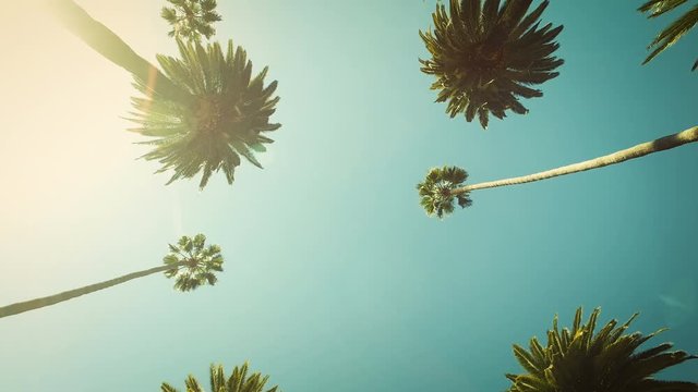 Palm trees on Beverly Hills. Los Angeles, California. Clear summer sky. United states.