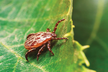 A dangerous parasite and infection carrier mite sitting on a green leaf
