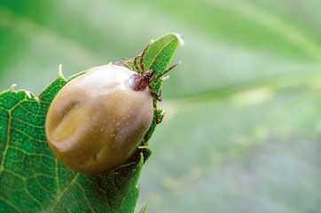 Swollen mite from blood, a dangerous parasite and carrier of infection sits on a leaf