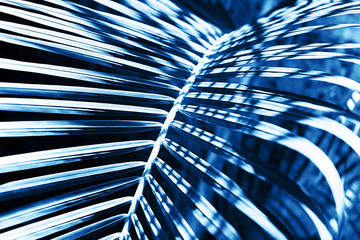 Tropical palm leaf on colorful classic blue background.