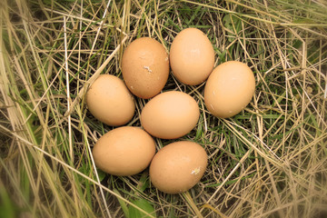 seven brown eggs lie in the dry grass. view from above