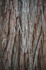 Bark Texture 1