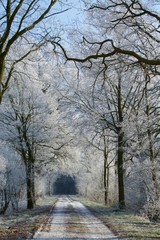 Snow covered forest in sunlight