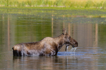 Shiras Moose in Colorado. Shiras are the smallest species of Moose in North America