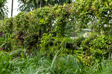 Naklejka premium Greenhouse full of green plants.