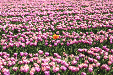 Lonely red tulip towering over a field of pink tulips - be different.