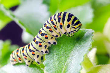 Caterpillar of the Machaon crawling on green leaves, close-up