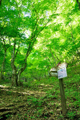 新緑の奥多摩山地 御前山