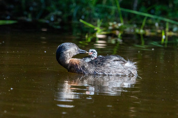 Dabchick New Zealand Grebe