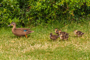 Richmond, Tasmania, Australia - December 13, 2009: Closeup of mother brown duck walking on green grass and green foliage in back followed by 5 chicks.