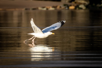 seagull taking flight