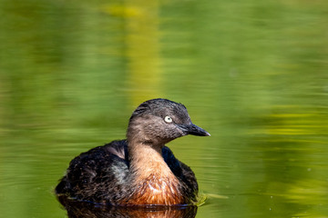 Dabchick New Zealand Grebe