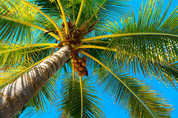 Coconut palm trees beautiful tropical background.