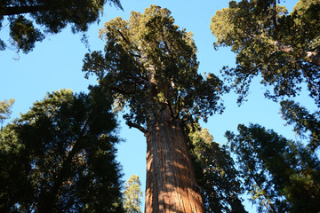 Fototapeta premium Sequoia National Park, California, USA - November 7, 2019: General Sherman Tree